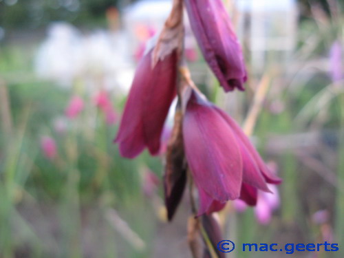 Dierama Blackbird